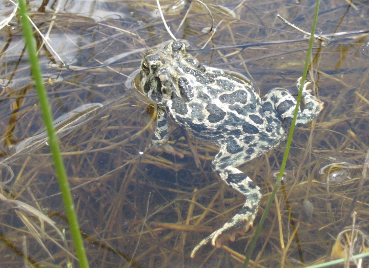Great Plains Toad